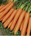Zanahoria "Nantes 5", Semillas Ecológicas Minigarden