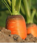 Zanahoria "Nantes 5", Semillas Ecológicas Minigarden